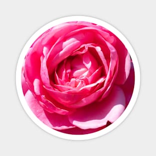 A Single Pink Rose Magnet